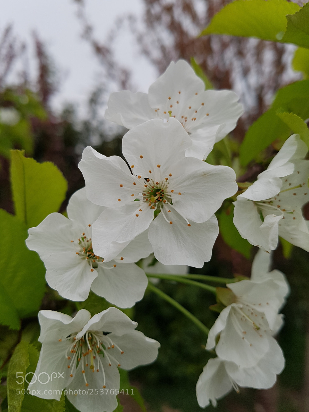Samsung Galaxy S7 sample photo. Cherry blossom photography