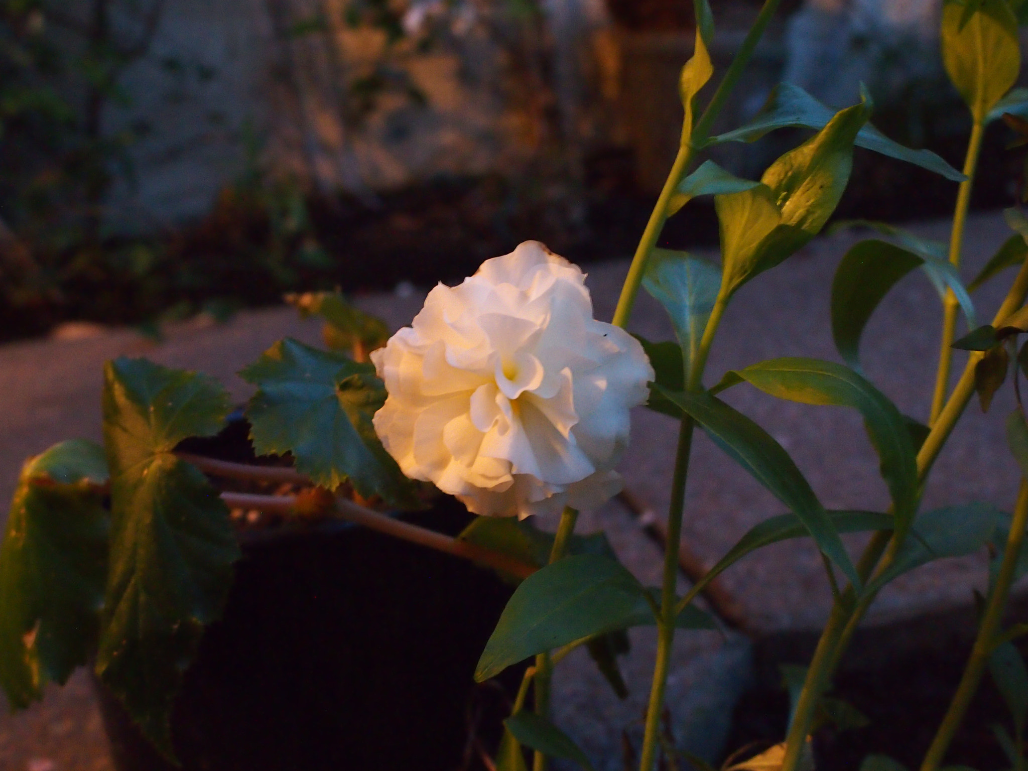 Olympus PEN E-P3 sample photo. Olympus digital camera photography