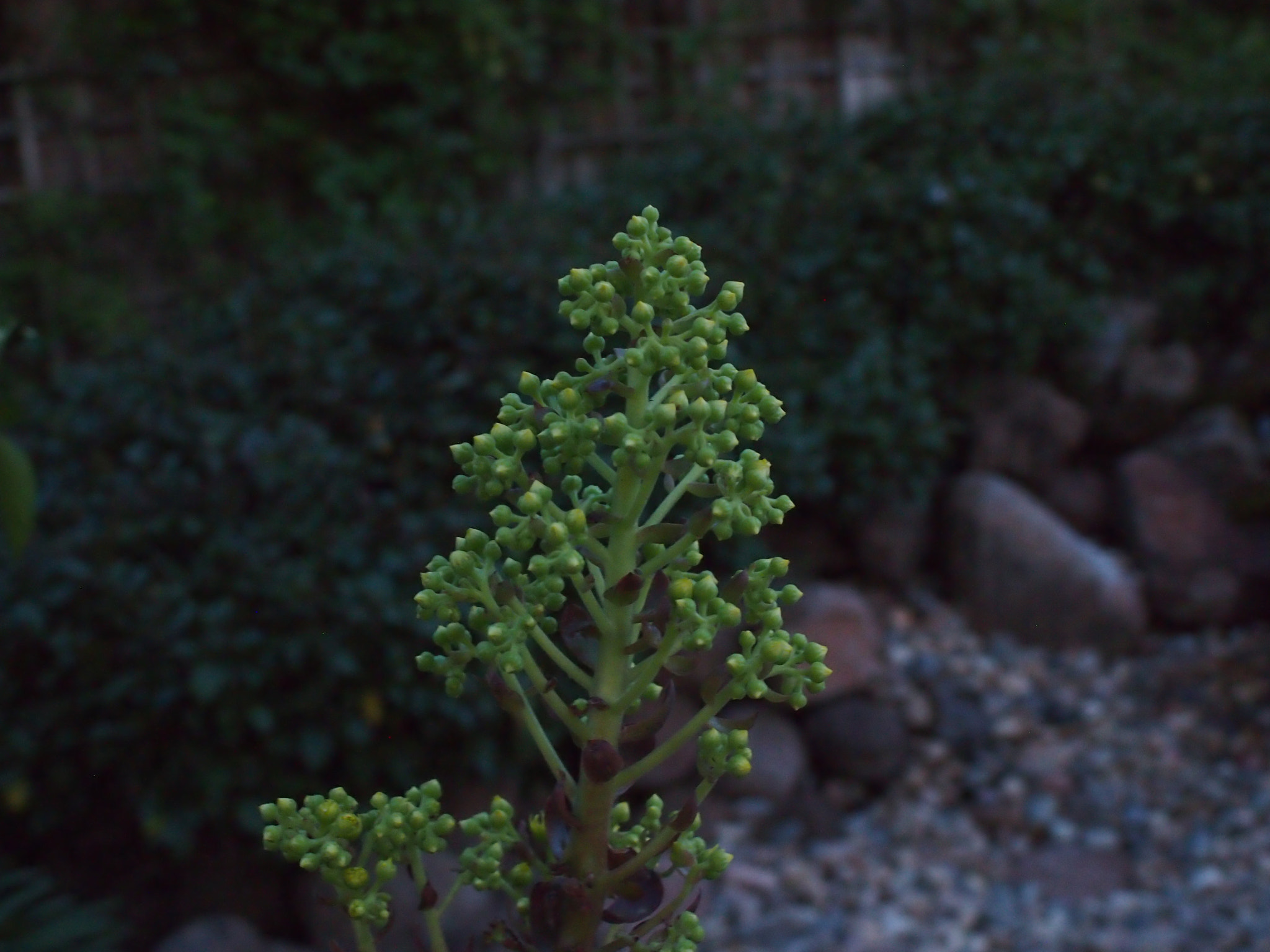 Olympus PEN E-P3 sample photo. Olympus digital camera photography