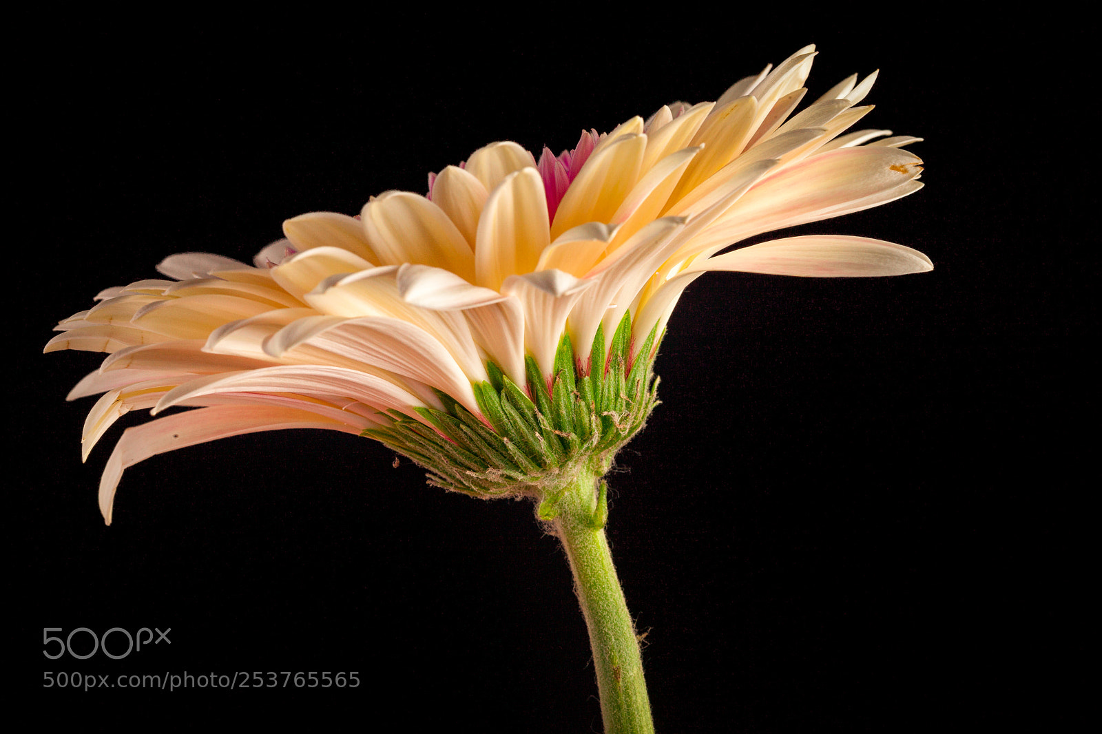 Canon EOS 5D Mark II sample photo. Daisy photography