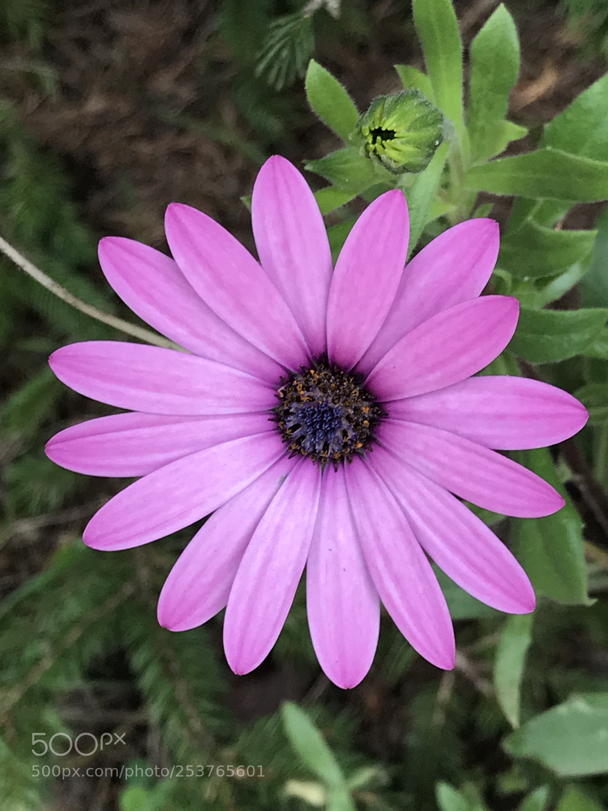 Apple iPhone 7 Plus sample photo. Untitled photography