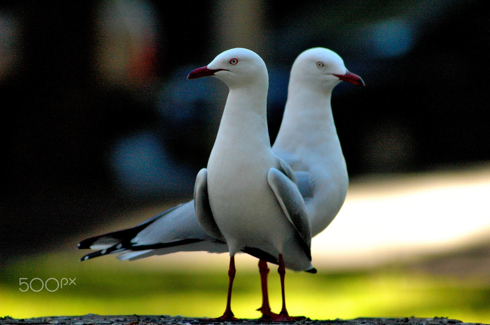 AF Zoom-Nikkor 70-300mm f/4-5.6D ED sample photo. Three legs photography