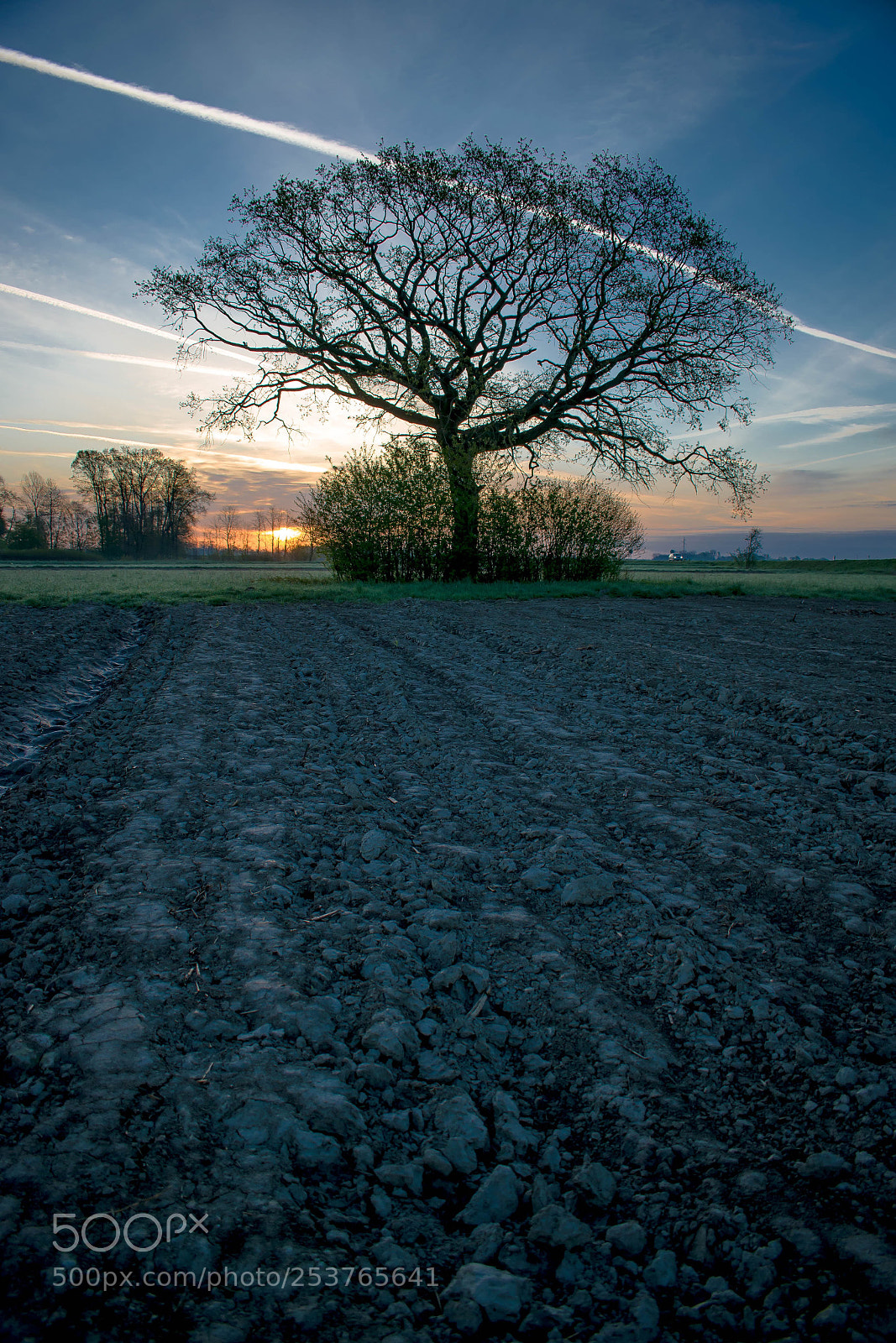 Nikon D5300 sample photo. Sunrise oak photography