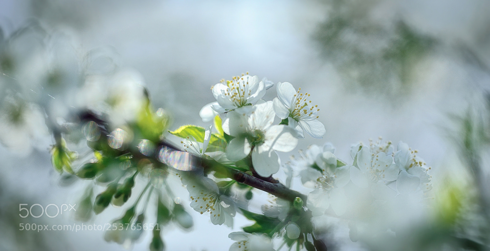 Nikon D800E sample photo. Spring passion photography