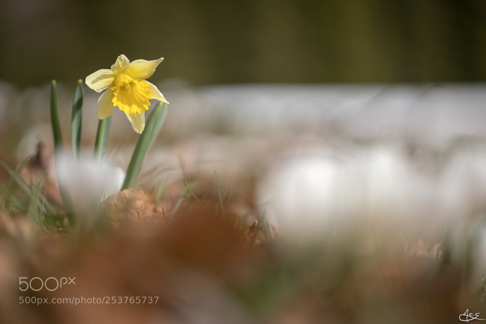 Canon EOS 6D Mark II sample photo. Jonquille entre neige et photography