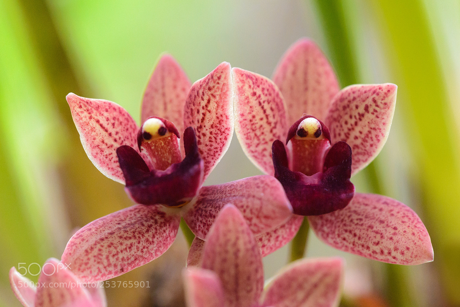 Nikon D600 sample photo. Two orchids photography