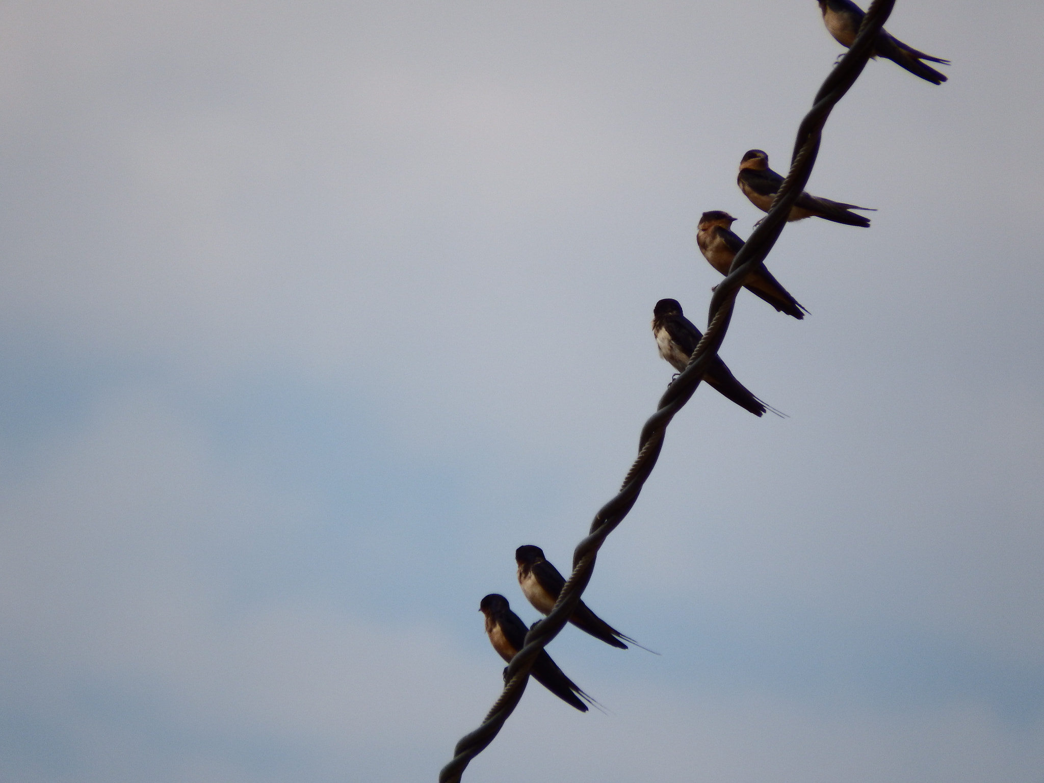Fujifilm FinePix SL1000 sample photo. Sparrows of the day photography