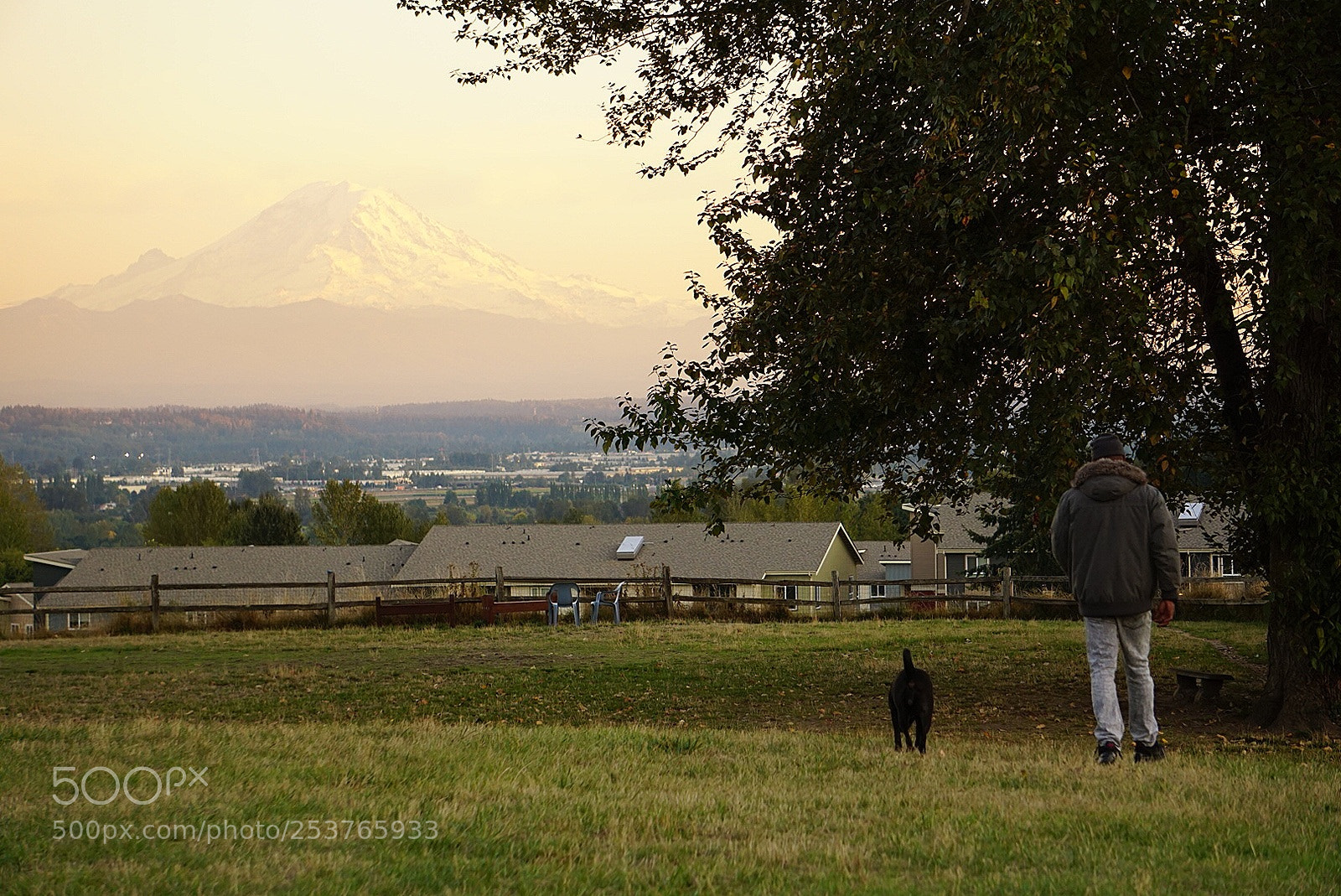 Sony a6000 sample photo. At the dog park photography