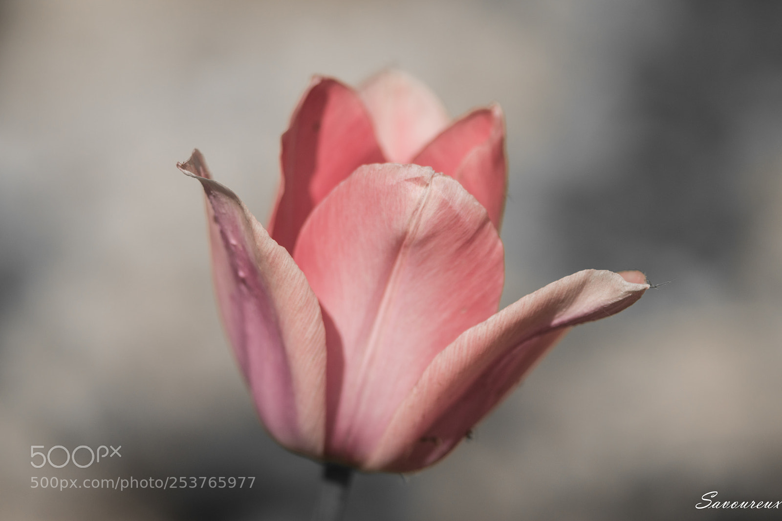 Nikon D5500 sample photo. Tulipe photography