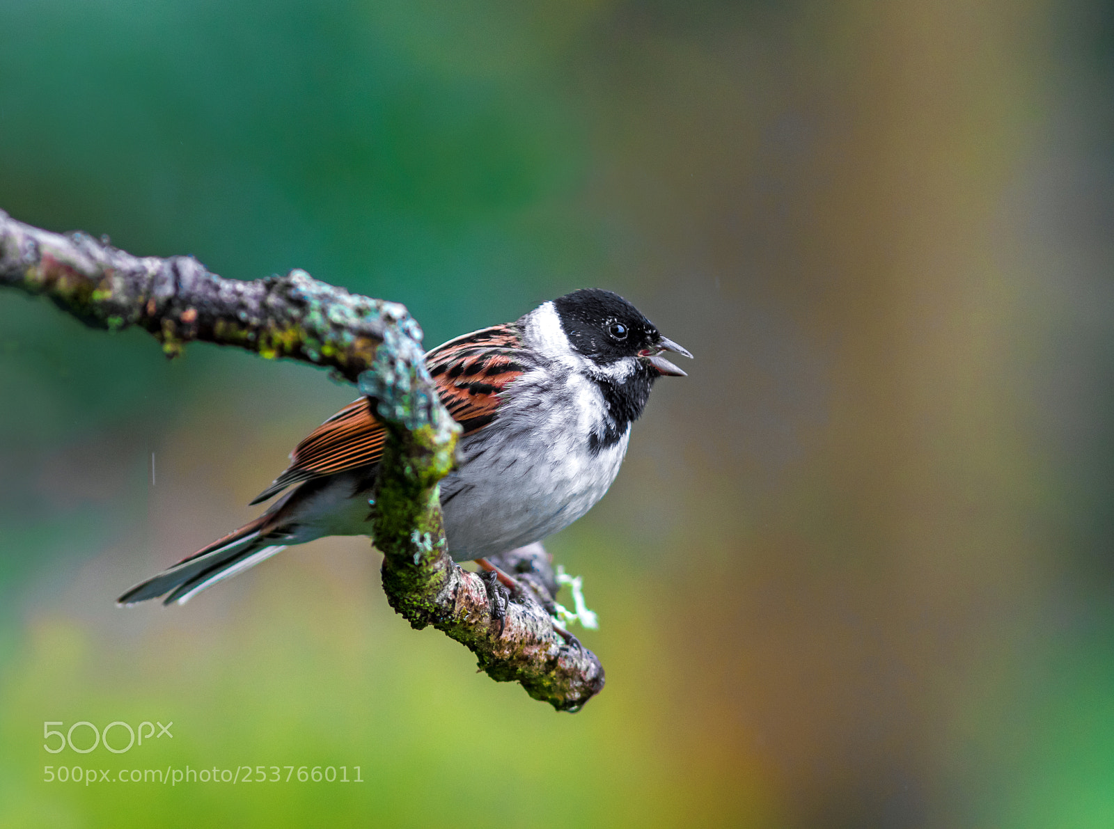 Canon EOS 7D Mark II sample photo. Male reed bunting photography