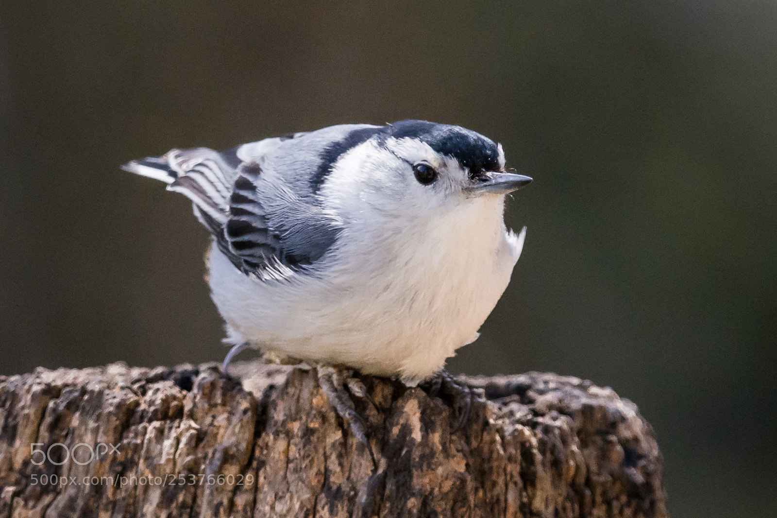 Nikon D7100 sample photo. Tufted titmouse photography