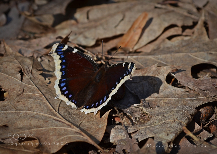 Nikon D5100 sample photo. Butterfly photography