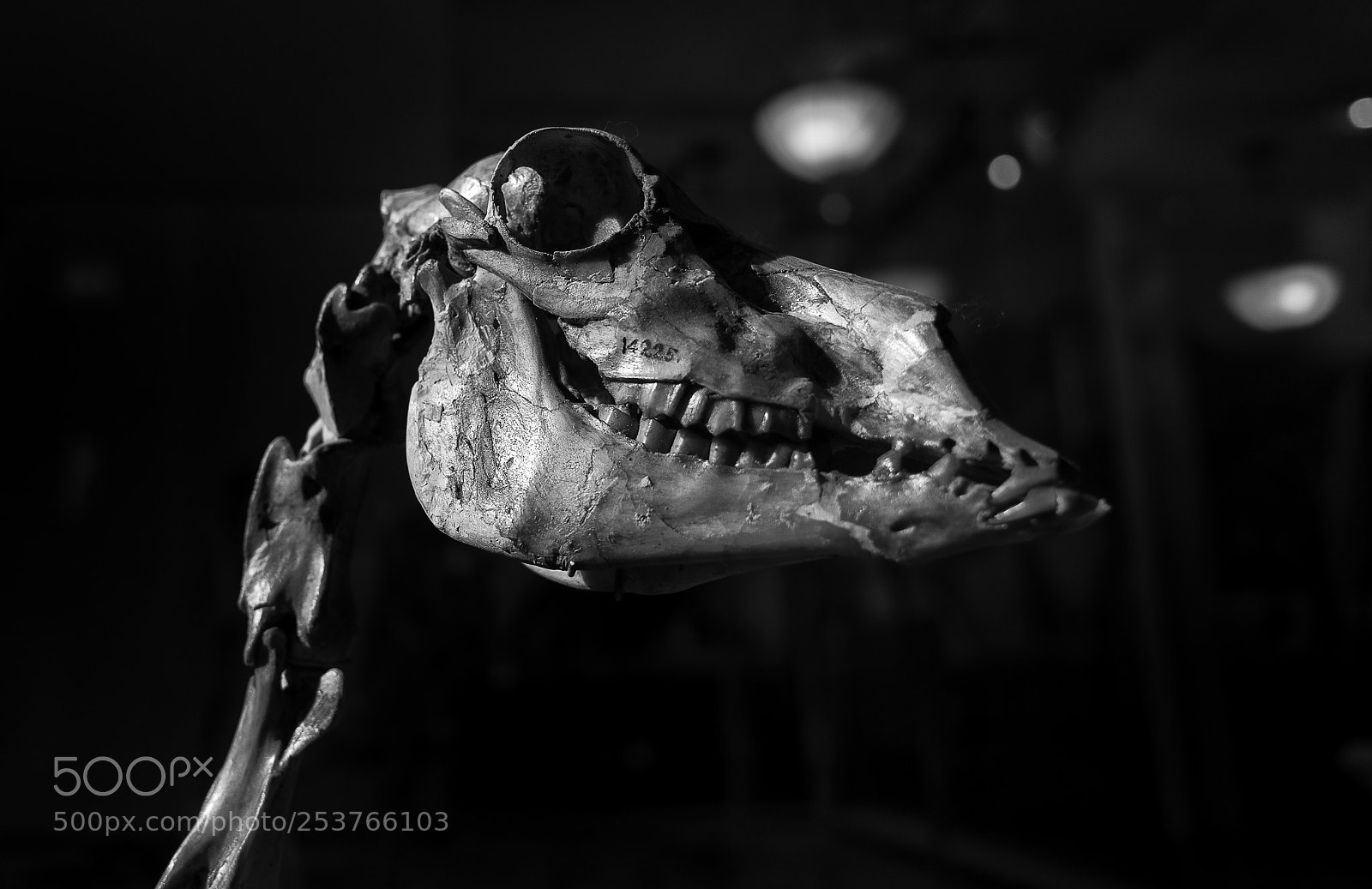 Ricoh GR sample photo. Prehistoric camal photography