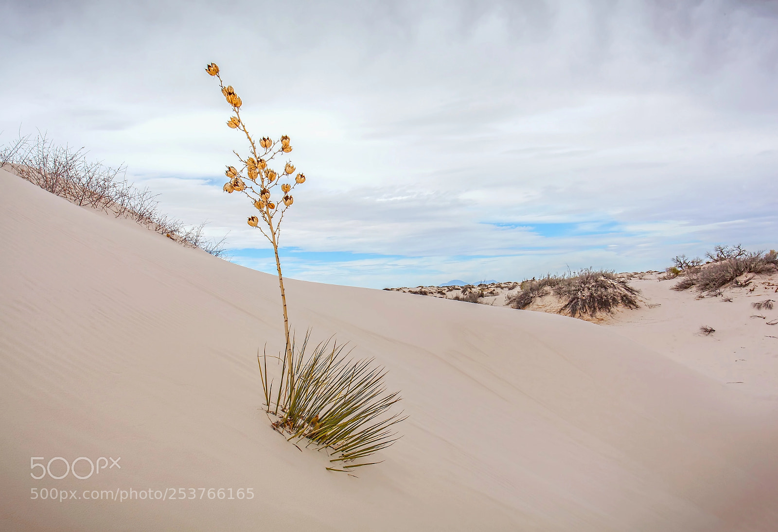 Canon EOS 5D Mark II sample photo. Yucca in a dune photography