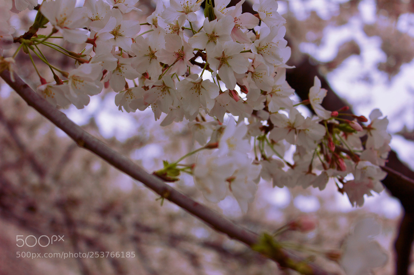 Canon EOS 550D (EOS Rebel T2i / EOS Kiss X4) sample photo. Exquisite photography