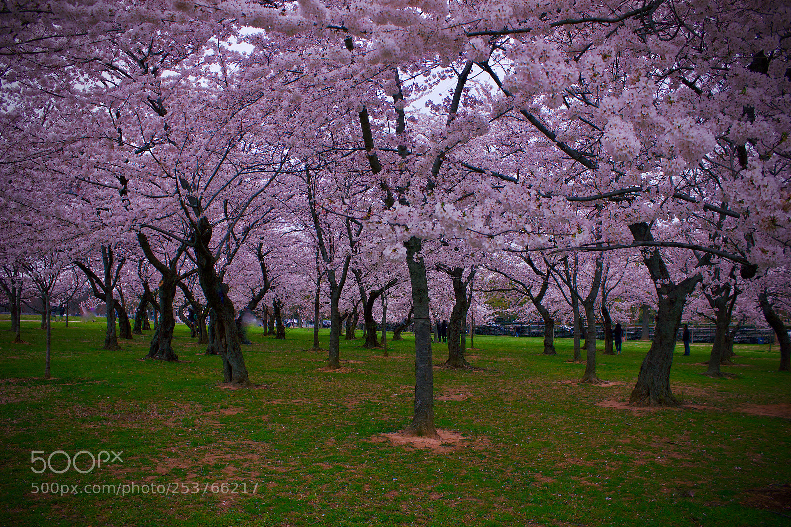 Canon EOS 550D (EOS Rebel T2i / EOS Kiss X4) sample photo. Pink blossoms photography