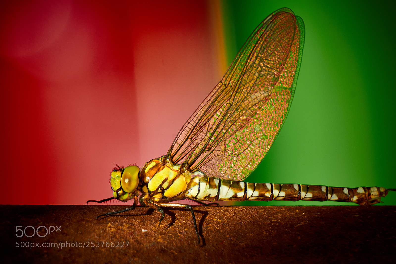 Sony a6000 sample photo. Dragonfly photography