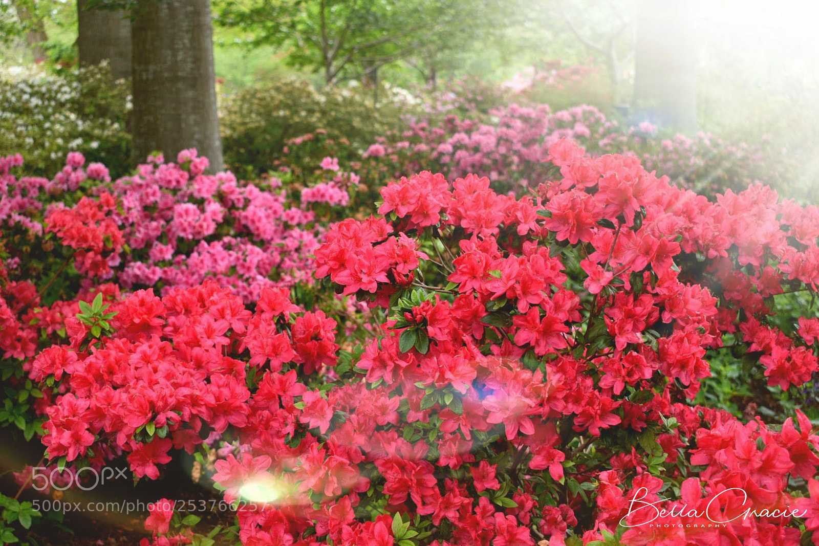 Nikon D3400 sample photo. 20180413_224140-01.jpg photography