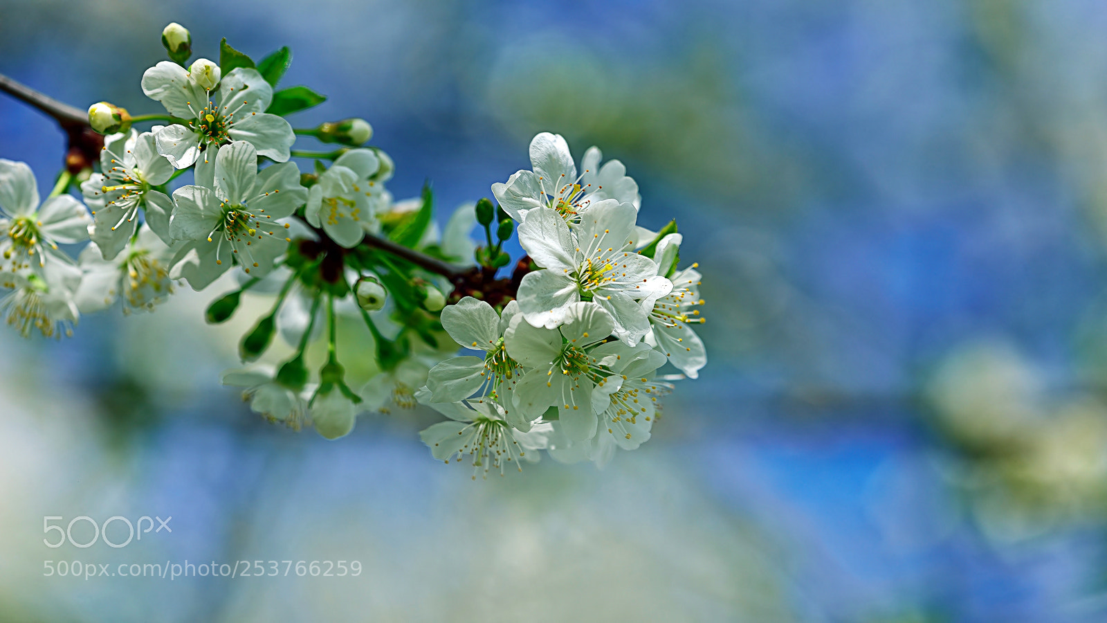 Nikon D800E sample photo. Fantastic nature photography