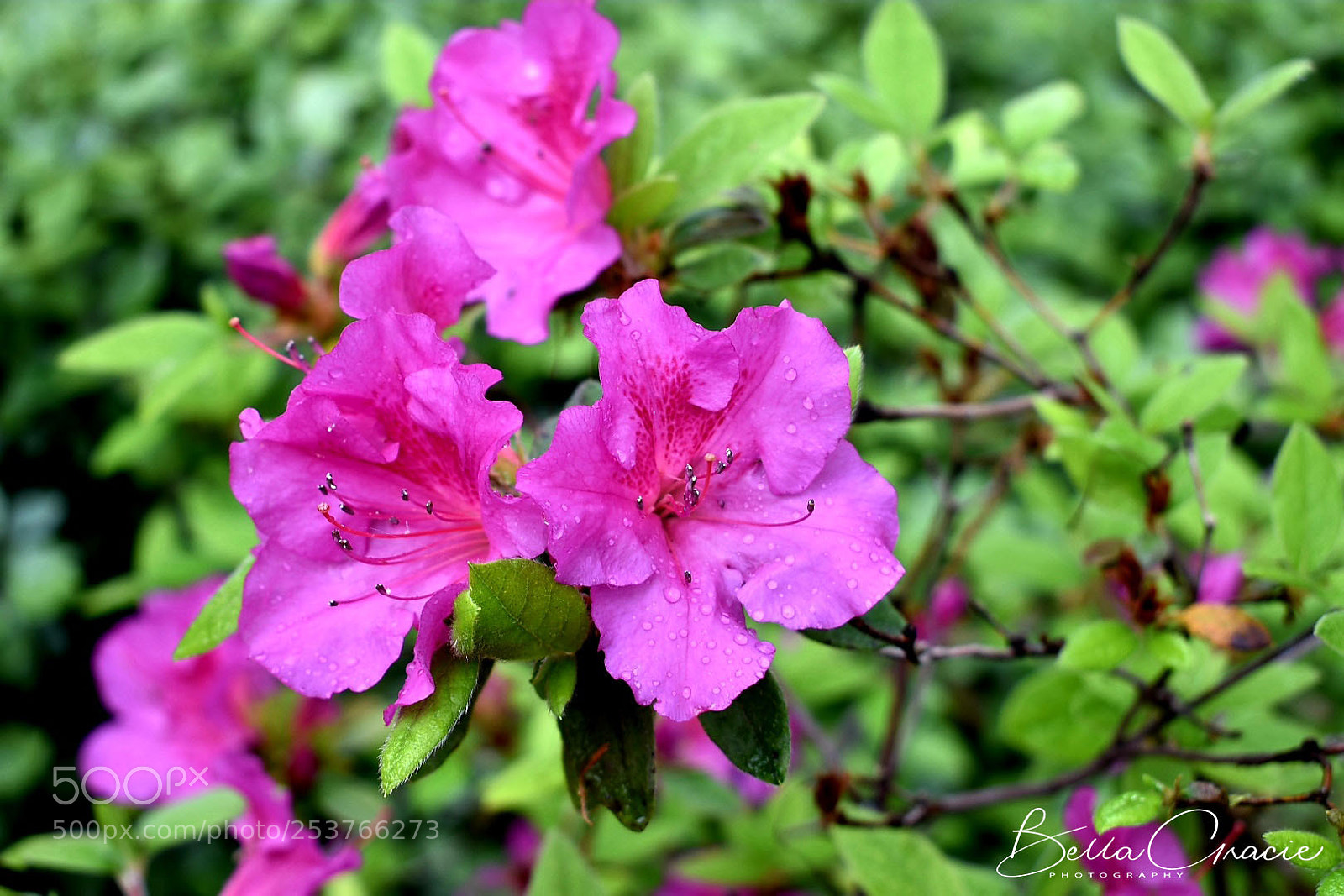 Nikon D3400 sample photo. 20180413_224309-01.jpg photography