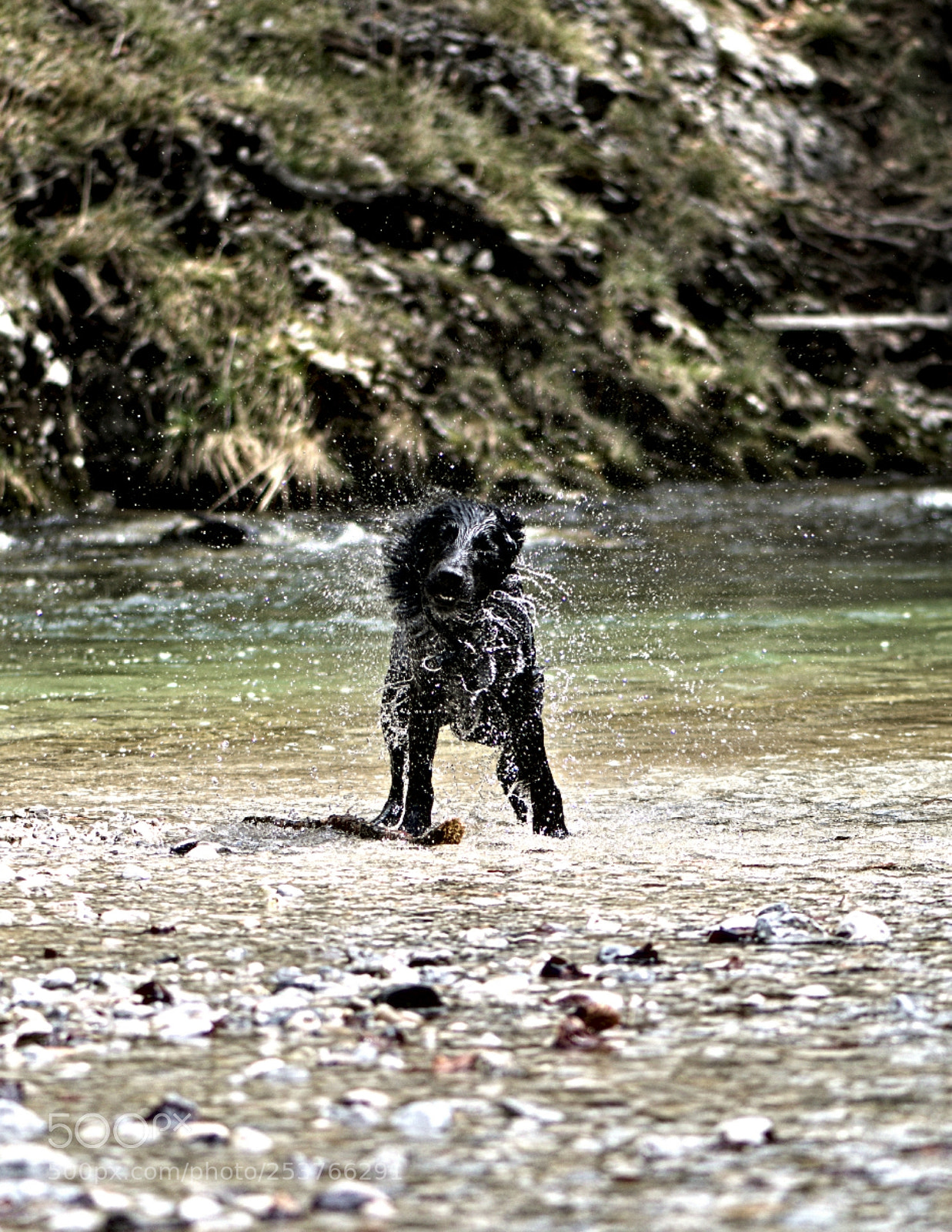 Nikon D500 sample photo. Happy dog ? photography