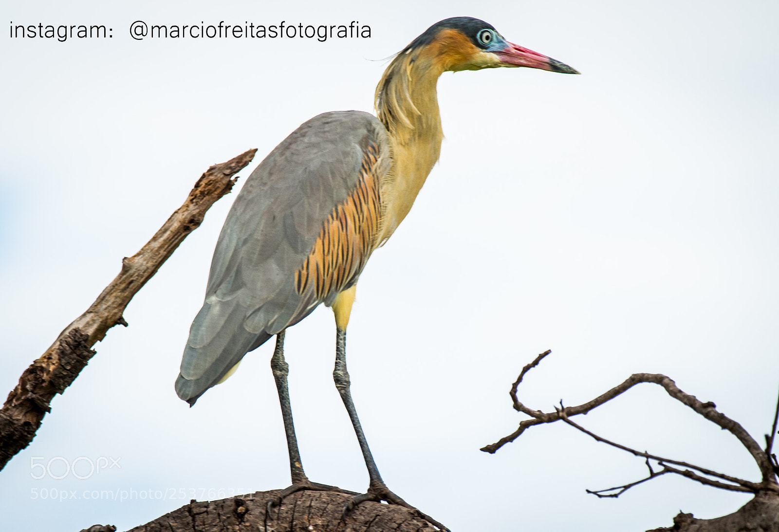 Canon EOS 700D (EOS Rebel T5i / EOS Kiss X7i) sample photo. Maria faceira photography