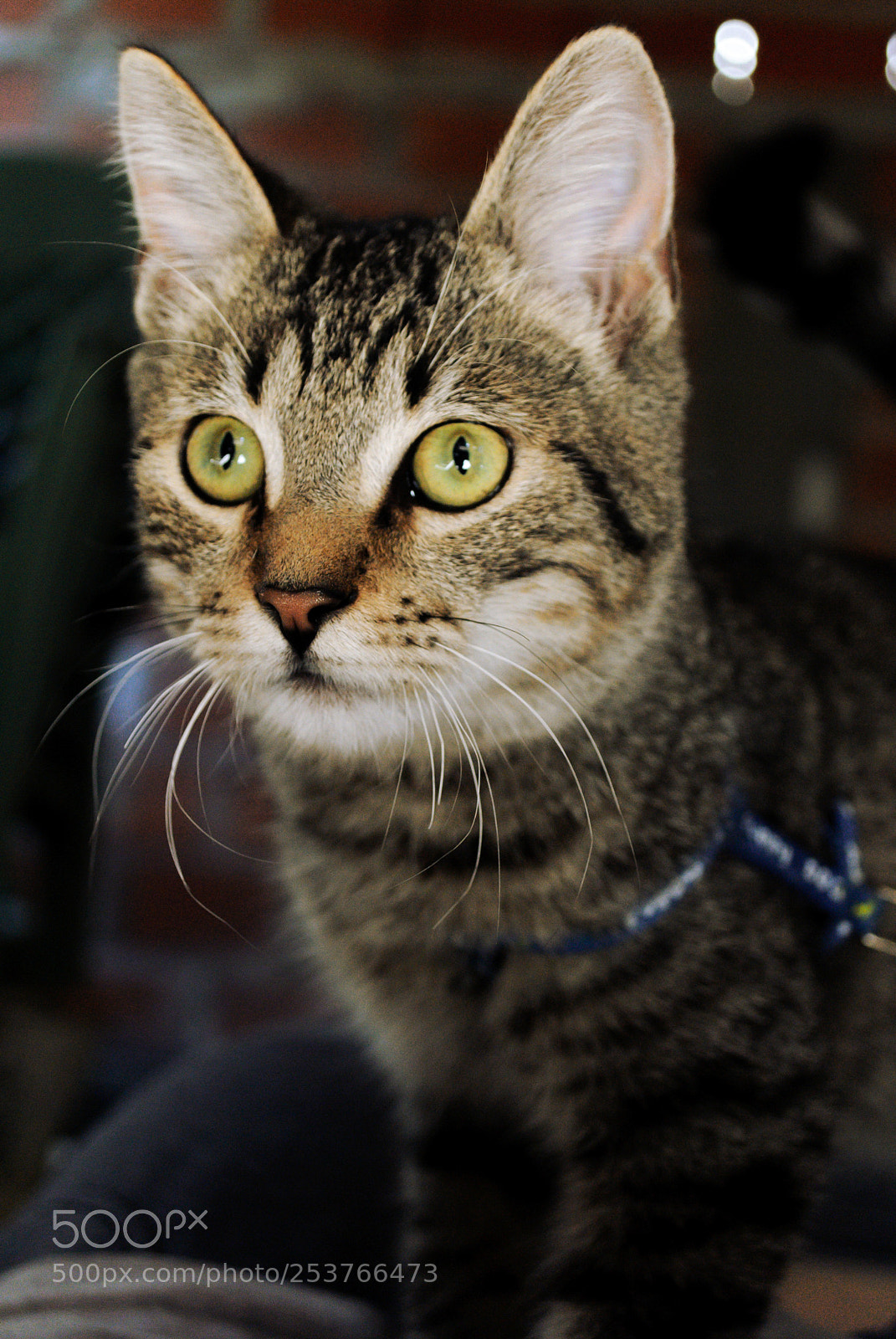 Nikon D3000 sample photo. Untitled photography