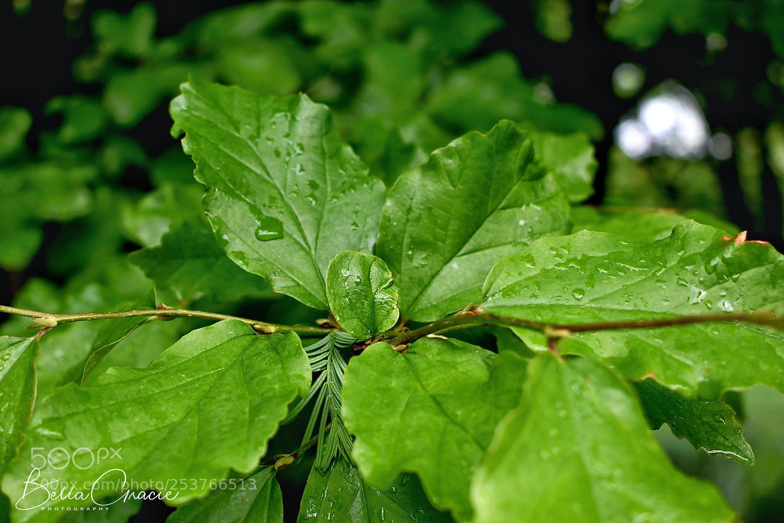 Nikon D3400 sample photo. 20180413_224742-01.jpg photography