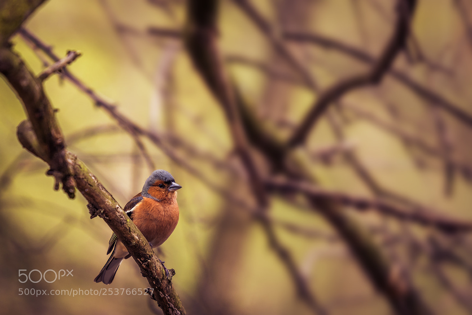 Canon EOS 760D (EOS Rebel T6s / EOS 8000D) sample photo. Chaffinch photography
