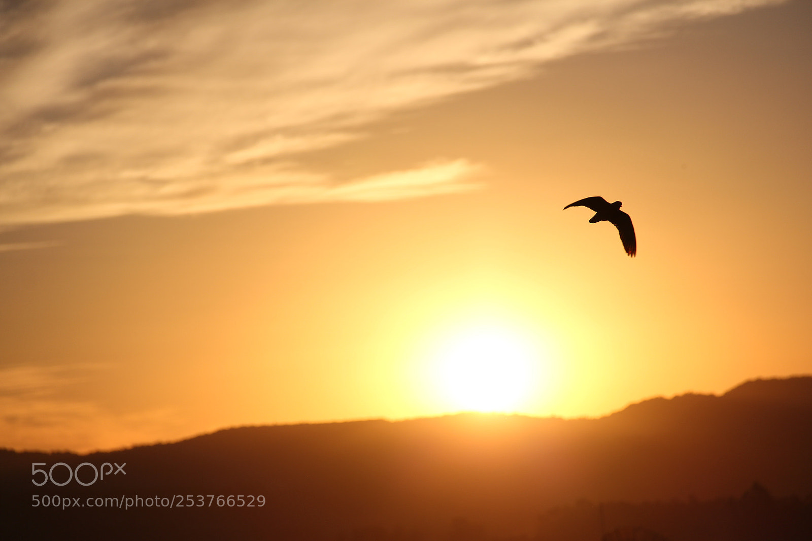 Canon EF-S 18-135mm F3.5-5.6 IS sample photo. Bird at sunset photography