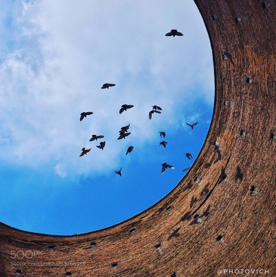 Nikon D5300 sample photo. Freedom  photography
