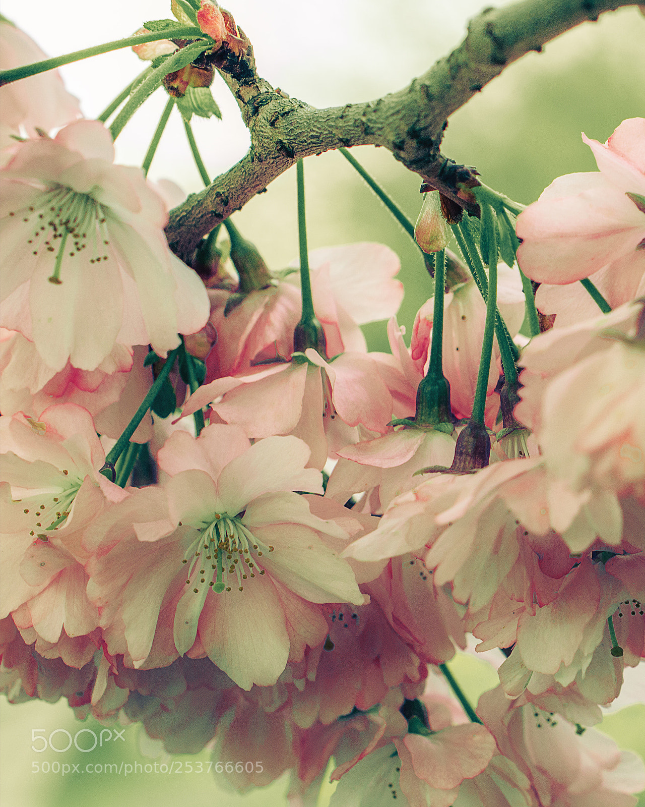 Nikon D3200 sample photo. Petals photography