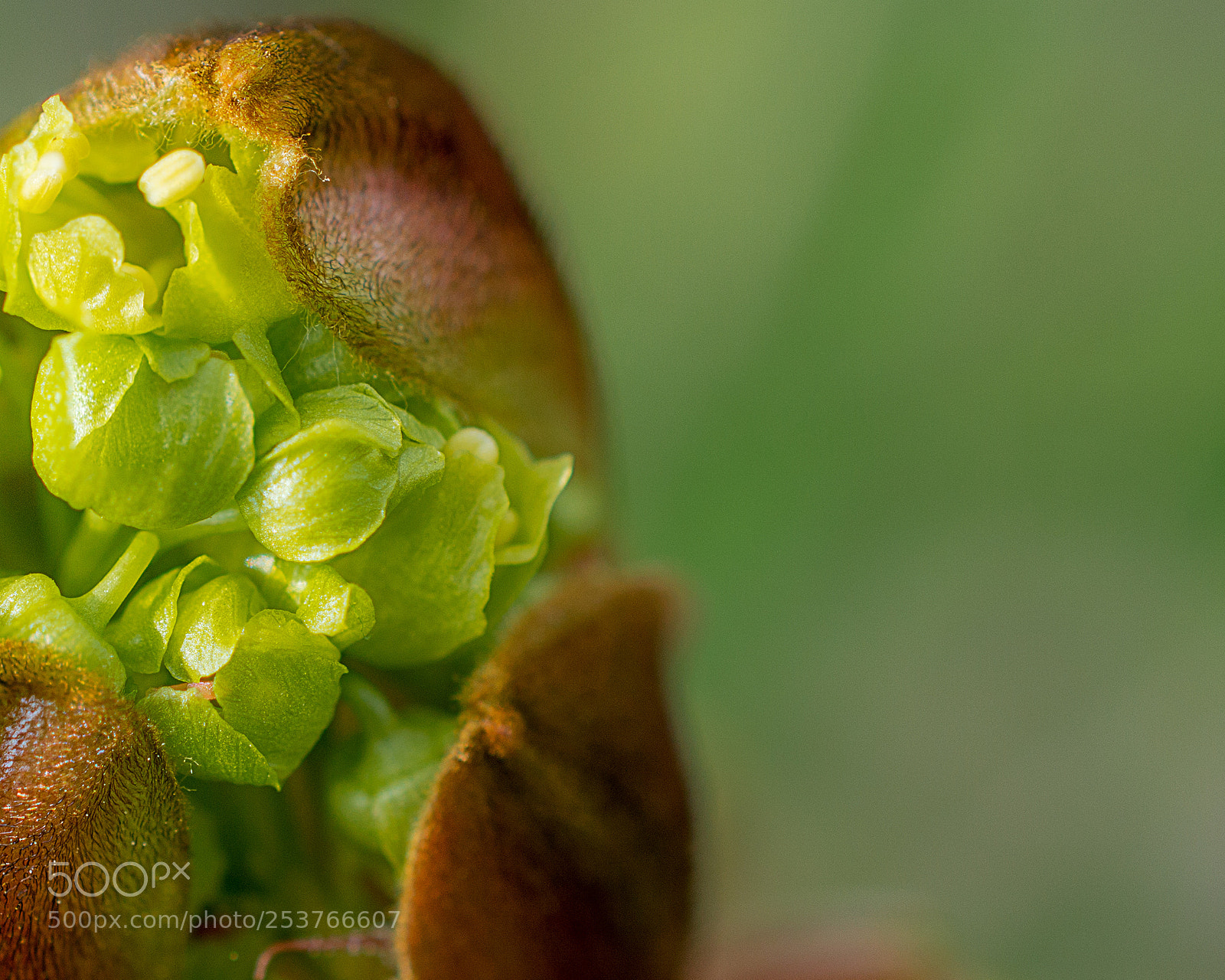 Nikon D3200 sample photo. Bud photography