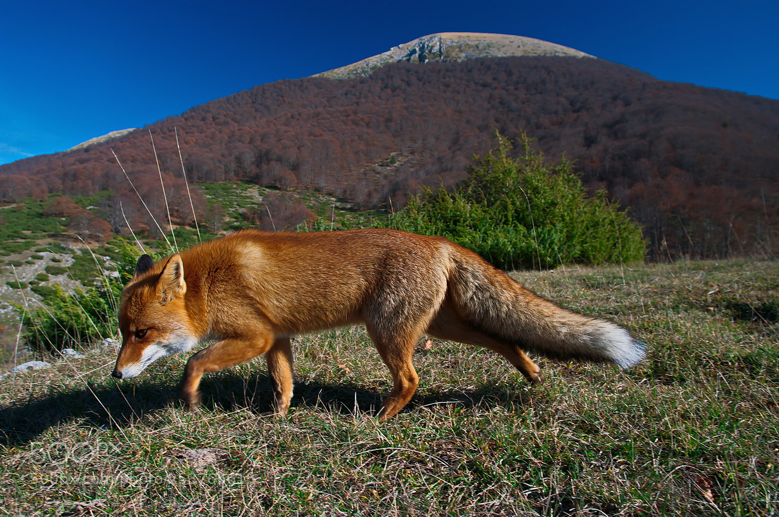 Pentax K20D sample photo. Red fox 1 photography