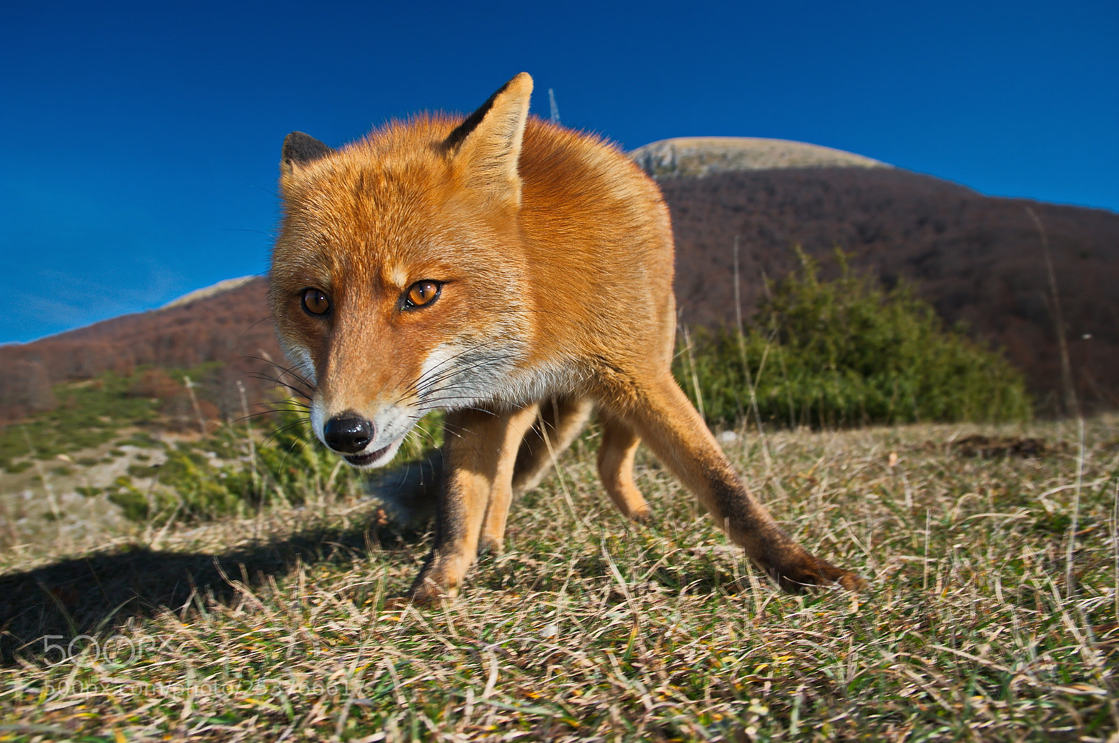 Pentax K20D sample photo. Red fox 2 photography