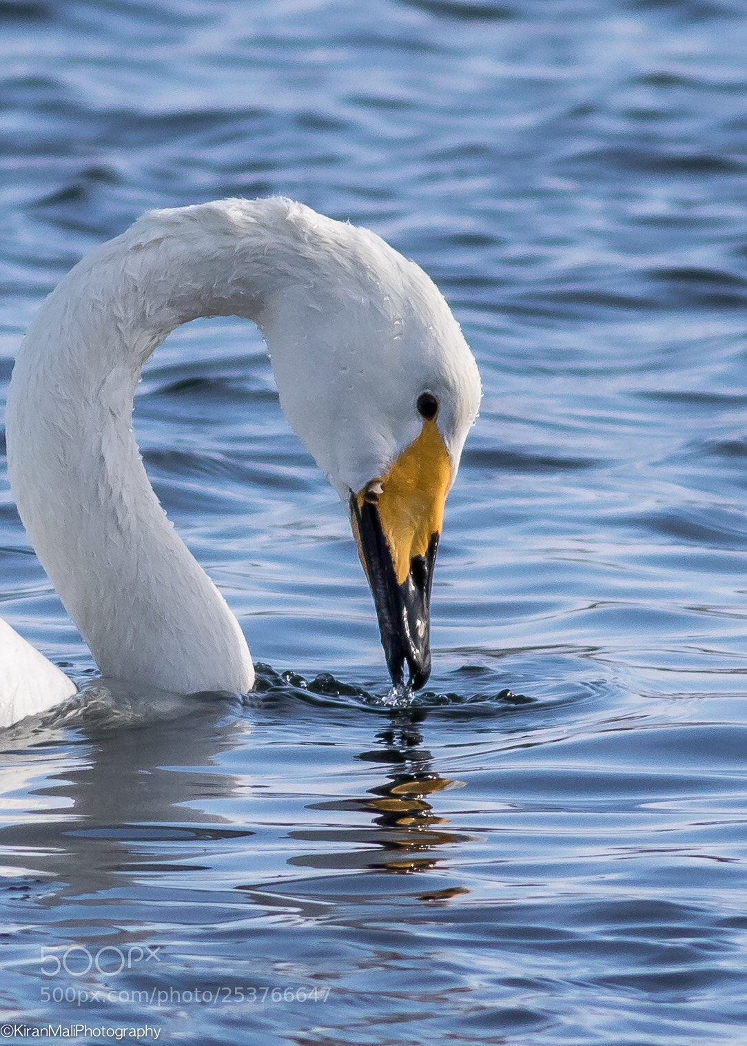 Canon EOS 7D Mark II sample photo. Whooper swan photography