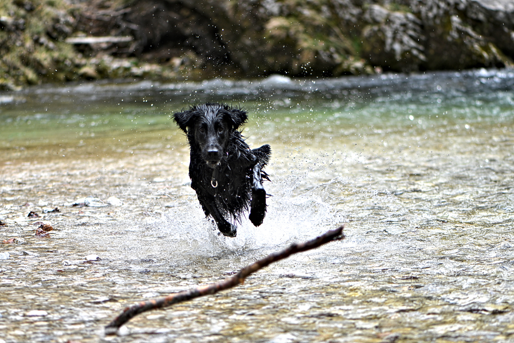 Nikon AF-S Micro-Nikkor 105mm F2.8G IF-ED VR sample photo. Fun dog photography