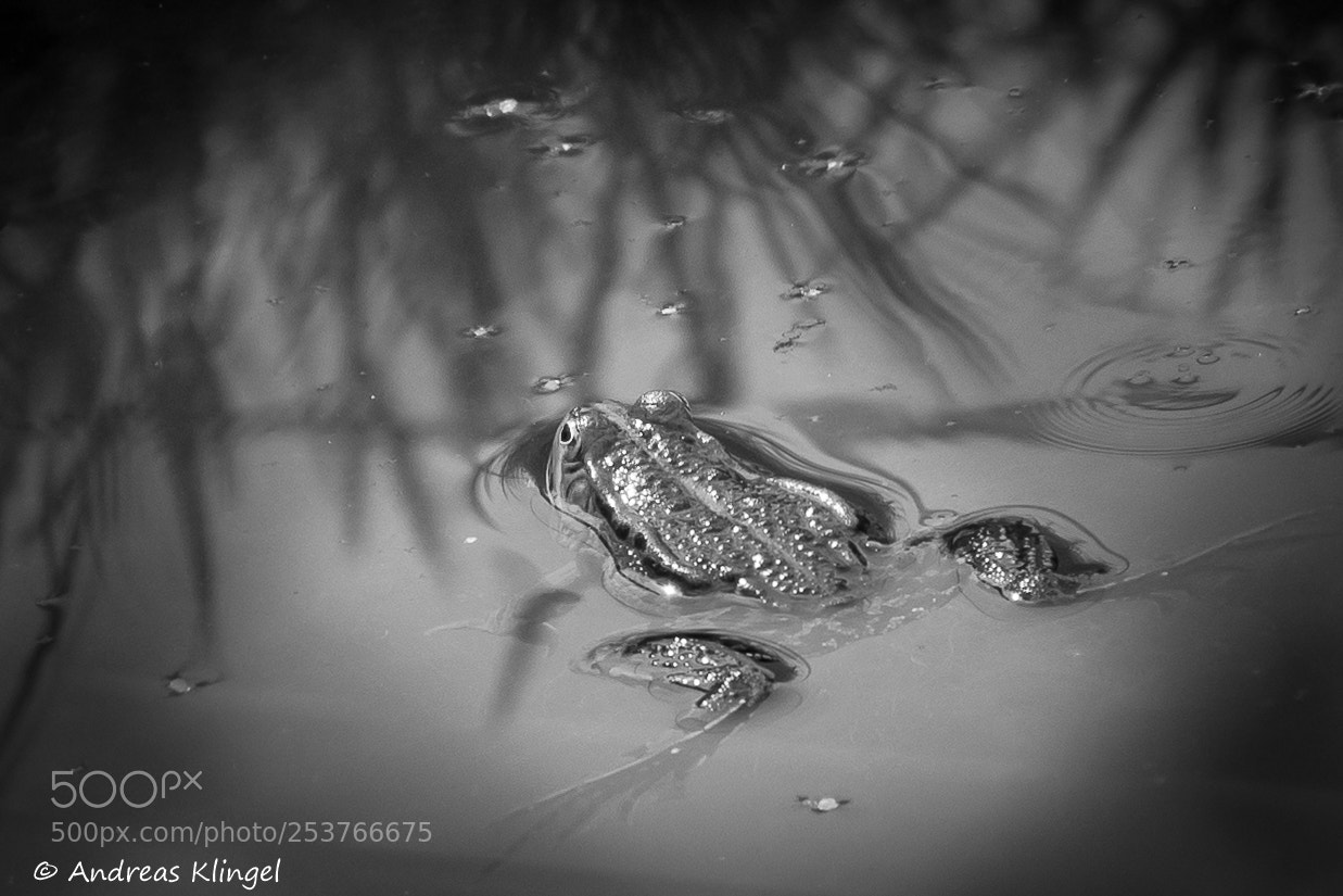 Nikon D5300 sample photo. Frog photography
