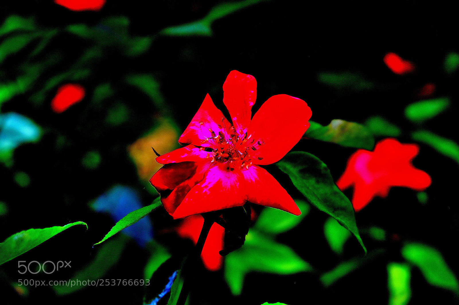 Fujifilm X-T1 sample photo. Macchie di colore photography