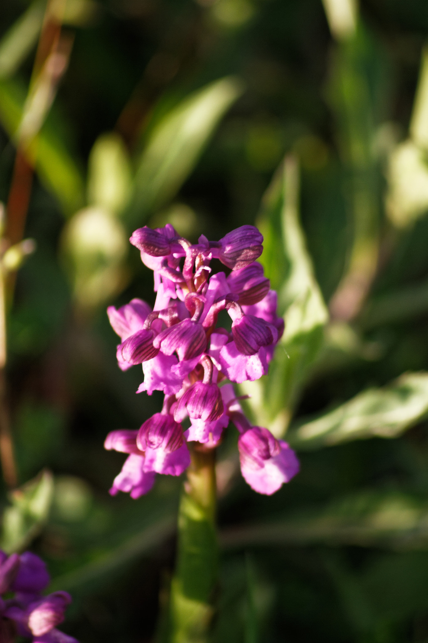 Canon EOS 7D sample photo. Dxo photography