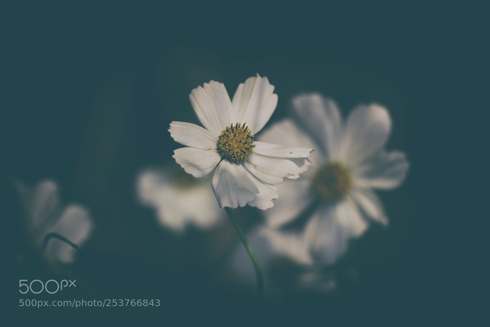 Canon EOS 600D (Rebel EOS T3i / EOS Kiss X5) sample photo. Cosmos bloom photography