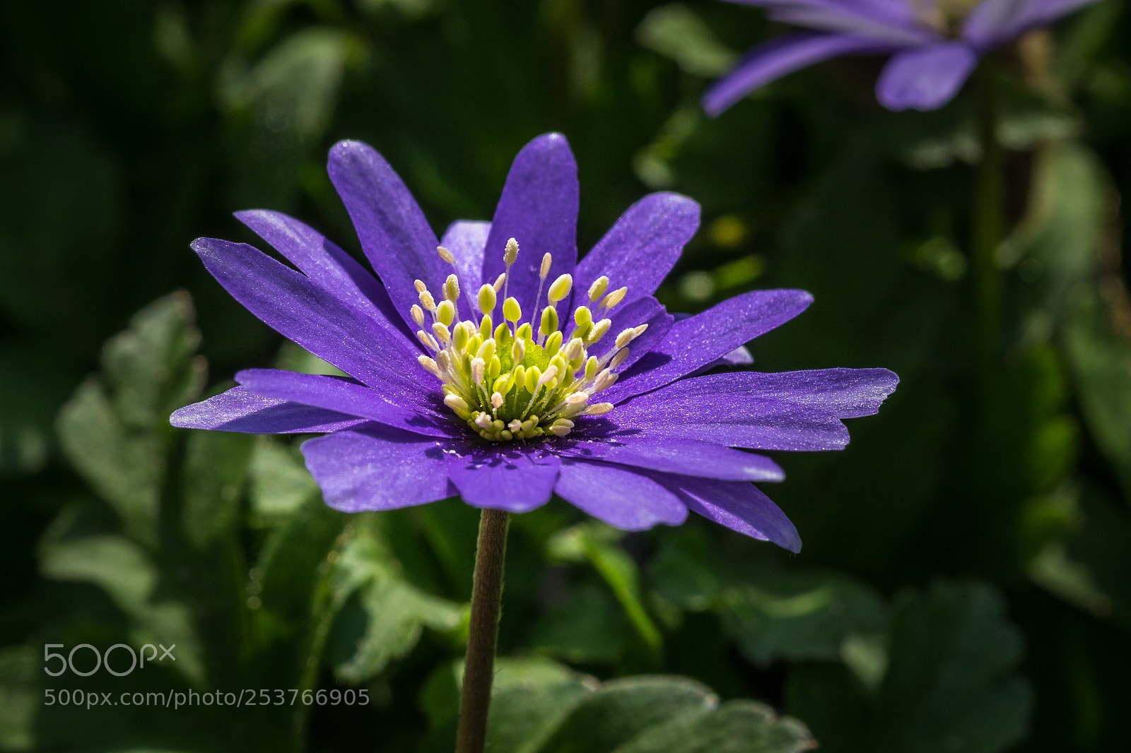 Fujifilm X-T1 sample photo. Apennin windr schen anemone photography