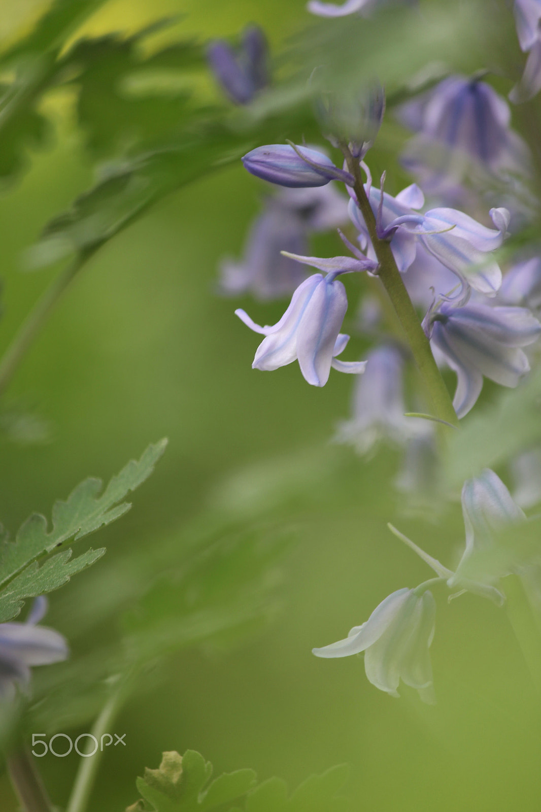 Canon EF-S 55-250mm F4-5.6 IS II sample photo. Spring dream photography