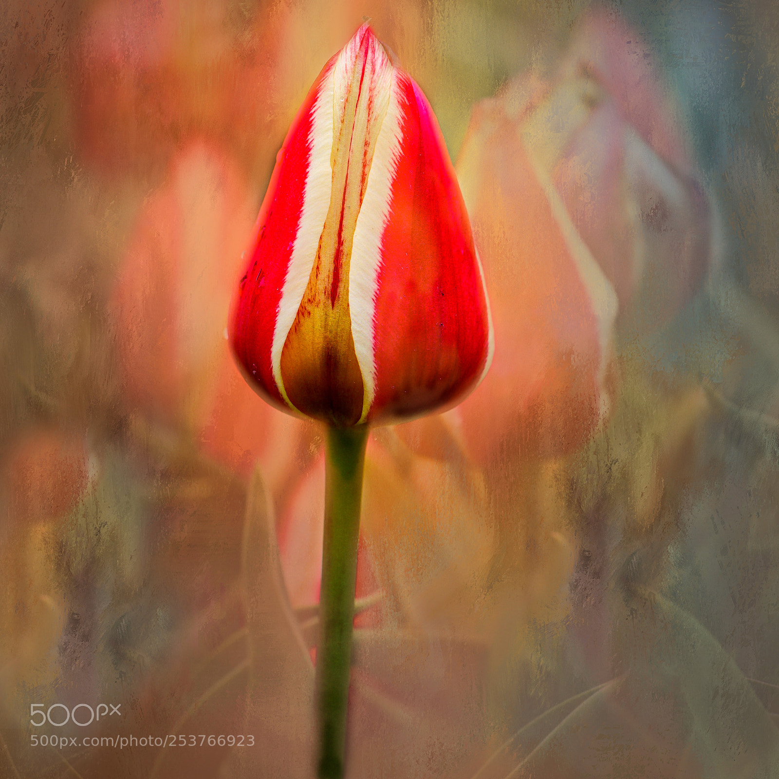 Canon EOS 77D (EOS 9000D / EOS 770D) sample photo. Tulips with texture photography