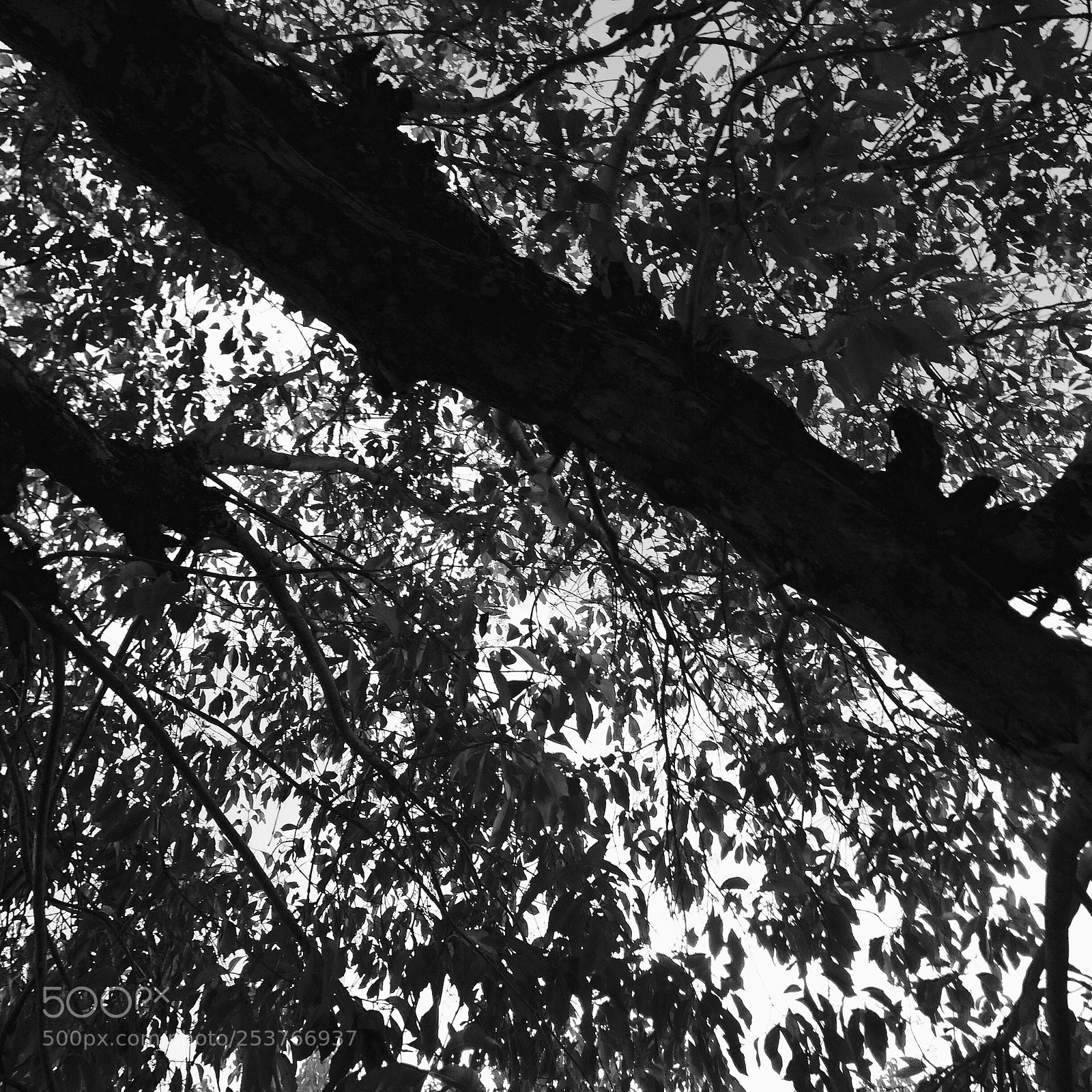 Apple iPhone 5s sample photo. Untitled photography