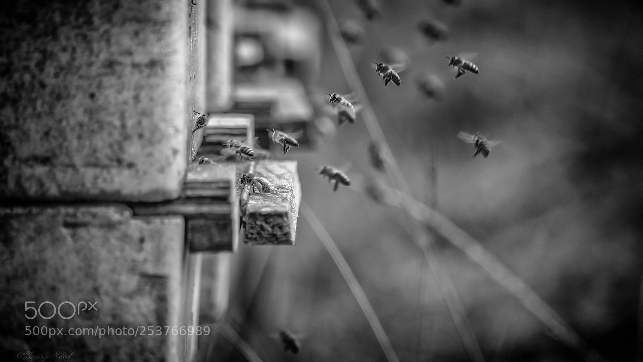 Sony ILCA-77M2 sample photo. Bees photography