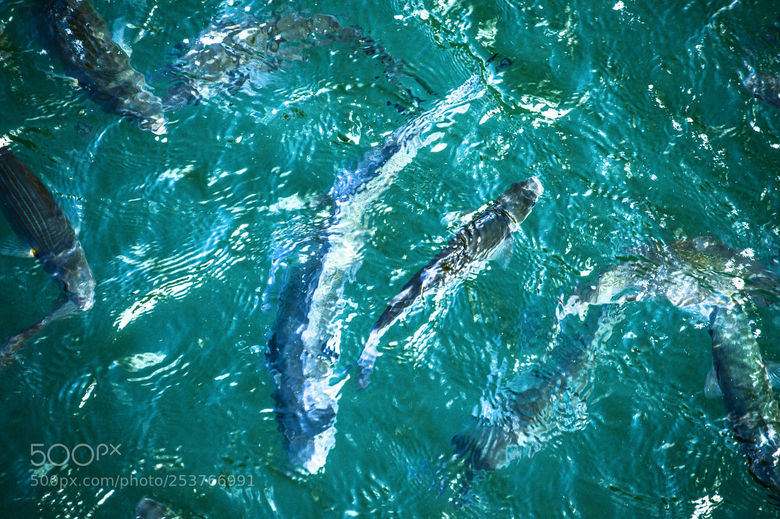 Nikon D3200 sample photo. Fish dreams. photography