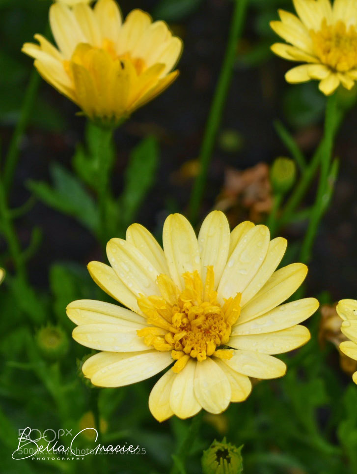 Nikon D3400 sample photo. Dsc_0555-01.jpg photography