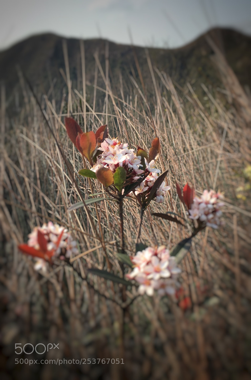 Apple iPhone 6s sample photo. Untitled photography