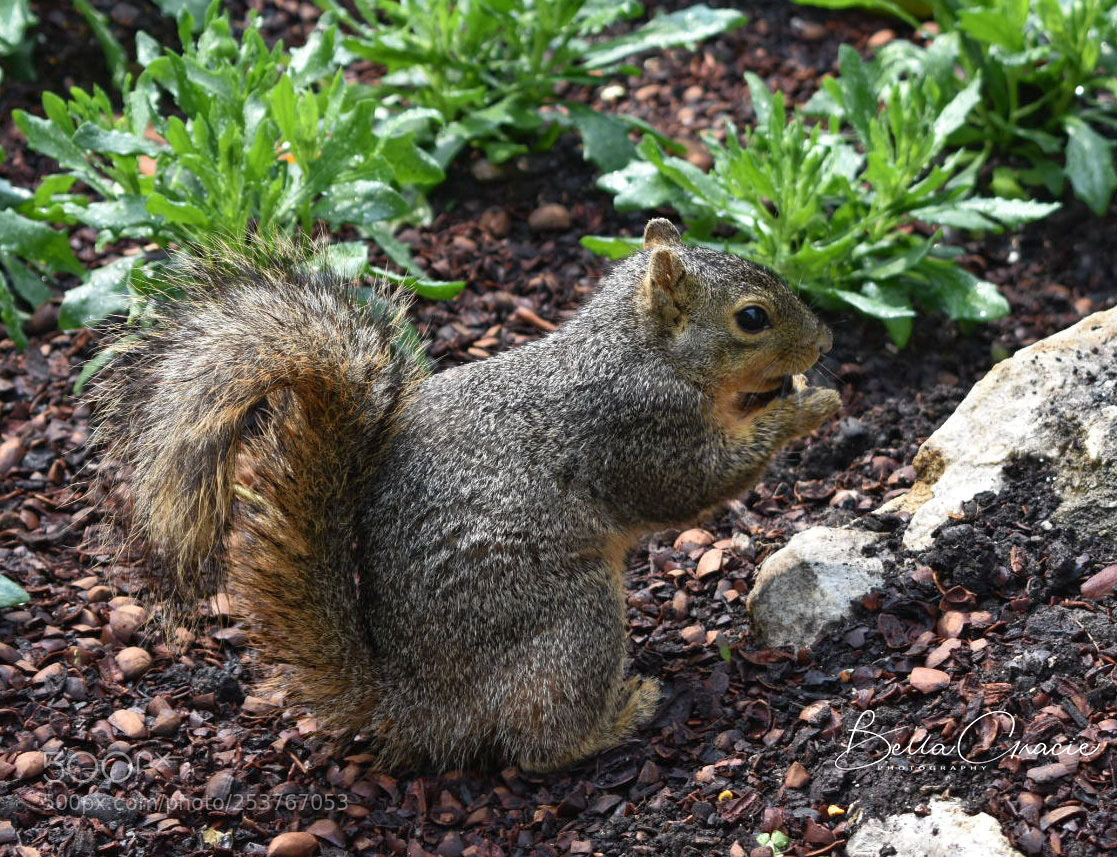 Nikon D3400 sample photo. Dsc_0584-01.jpg photography